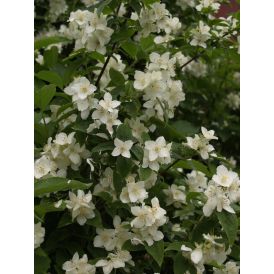 Pihajasmike Philadelphus Coronarius