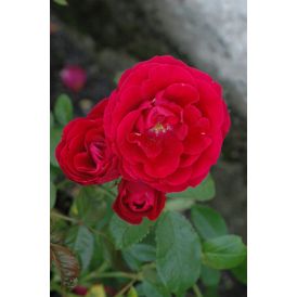 Köynnösruusu Rosa Flammentanz