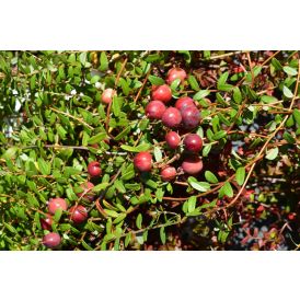 Amerikankarpalo Vaccinium Macrocarpon Stevens