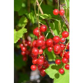 Punaherukka Ribes Rubrum Jonheer Van Tets