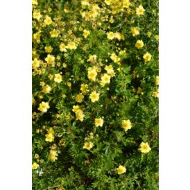 Pensashanhikki Dasiphora Fruticosa Tervola