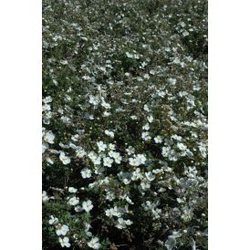 Pensashanhikki Dasiphora Fruticosa Abbotswood