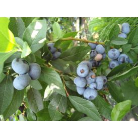 Pensasmustikka Vaccinium corymbosum Patriot