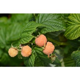 Vadelma Rubus Idaeus Fallgold