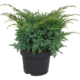 Sinikataja Juniperus Squamata Blue Swede P17