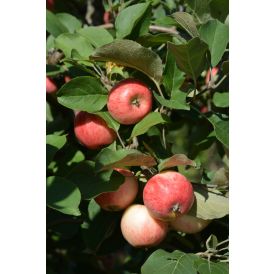 Omena Malus Domestica Huvitus