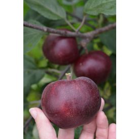 Omena Malus Domestica Pekka