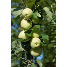Omena Malus Domestica Valkeakuulas
