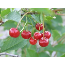 Kirsikka Prunus Cerasus Sikkolan Kuulasmarja
