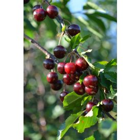 Kirsikka Prunus Cerasus Fanal