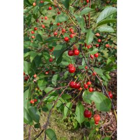 Pensaskirsikka Prunus Cerasus Latvian matala