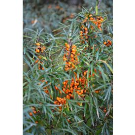 Tyrni Hippophae rhamnoides Tytti