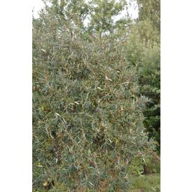 Tyrni Hippophae Rhamnoides Rudolf