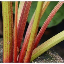 Raparperi Rheum hybridum Victoria