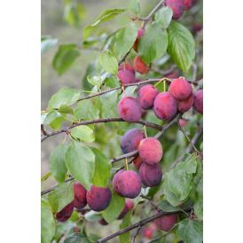 Luumu Prunus Domestica Kuokkala