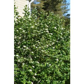 Koristearonia Prunifolia
