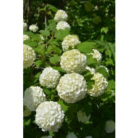 Lumipalloheisi Viburnum Opulus Pohjan Neito