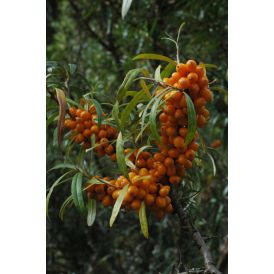 Tyrni Hippophae rhamnoides Raisa