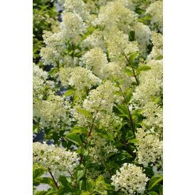 Syyshortensia Hydrangea Paniculata Silver Dollar