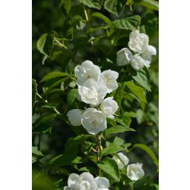 Kameliajasmike Philadelphus Virginalis