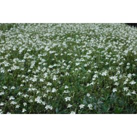 Grönlanninhanhikki Potentilla Tridentata Nuuk