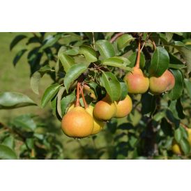 Aunenpäärynä Pyrus Communis