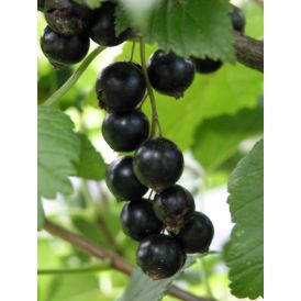 Mustaherukka Ribes Nigrum Melalahti AT3