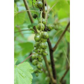Viherherukka Ribes Nigrum Venny