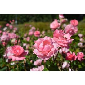 Ruusu Rosa Queen Elisabeth