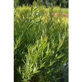 Terijoensalava Salix Fragilis Bullata pensas
