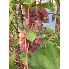 Viiniköynnös Vitis hybridum Somerset Seedless