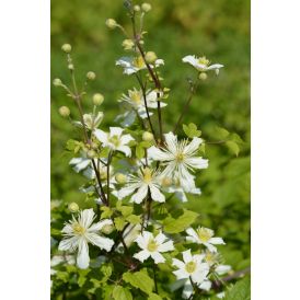 Lumikärhö Clematis Fargesioides Summer Snow