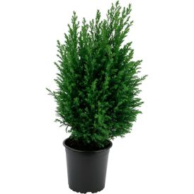 Sypressi Chamaecyparis Ellwoodii P13