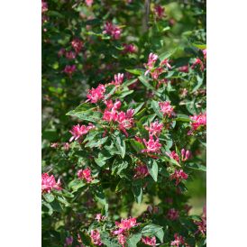 Kaunokuusama Lonicera Bella Zabelii