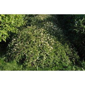 Seppelvarpu Stephanandra Incisa Crispa