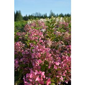 Syyshortensia Hydrangea Paniculata Wims Red