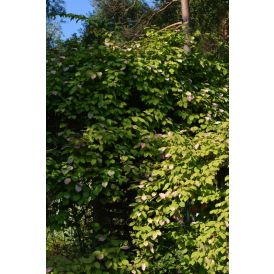 Kiinanlaikkuköynnös Actinidia Kolomikta