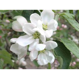 Paratiisiomenapu Malus Erstaa