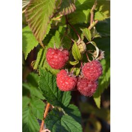 Pensasvadelma Rubus Idaeus Takalan Herkku