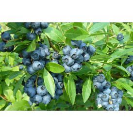 Tarhapensasmustikka Vaccinium Angustifolium Saani
