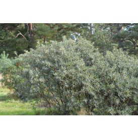 Tyrni Hippophae rhamnoides Tarmo