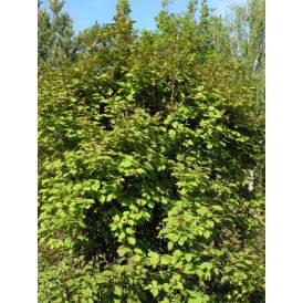 Kiinanlaikkuköynnös Actinidia Kolomikta Annikki