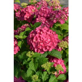 Jalohortensia Hydrangea Macrophylla Summer Love