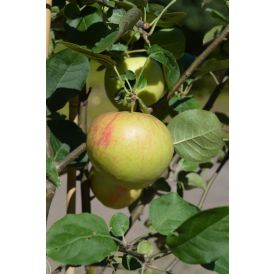 Omena Malus Domestica Antonovka