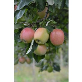 Omena Malus Domestica Akerö