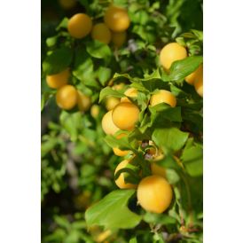 Kirsikkaluumu Prunus Cerasifera Podarok