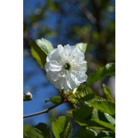 Kirsikka Schalinin Prunus Cerasus