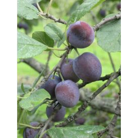 Parikkalan Tummaluumu Prunus Domestica