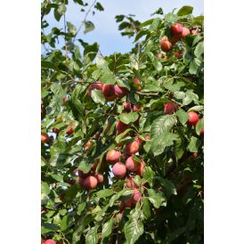 Luumu Prunus Domestica Victoria