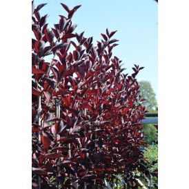 Rusotuomi Prunus Virginiana Schubert